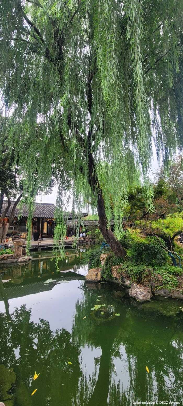 yangzhou grand saule reflet dans le bassin