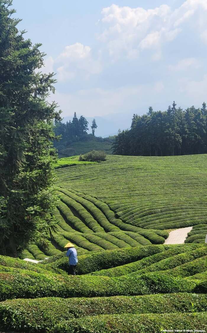 entre jingdezhen et yaoli campagne plantation de thé et ouvrier